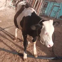 نر گاو سیمینتال