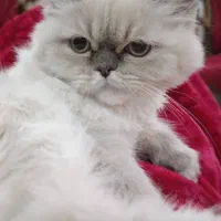 بریتیش نر اصیل و زیبا|گربه|فولادشهر, C8|دیوار