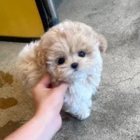 توله جیبی|سگ|اهواز, شهرک اکباتان|دیوار