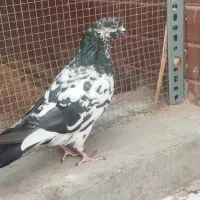 کبوتر جفتی پانصد