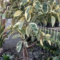 فروش گلهای فضای باز وآپارتمانی زیر قیمت بازار|گل و گیاه طبیعی|عباس‌آباد, |دیوار