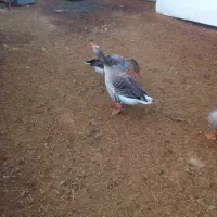 غاز جفت نر وماده