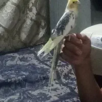 عروس هلندی دستی|پرنده|سراوان, |دیوار