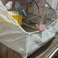 مرغ عشق باتمام وسایل|پرنده|پیرانشهر, |دیوار