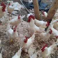 خروس|حیوانات مزرعه|بروجن, |دیوار