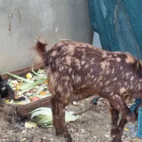 فروش کهره نر