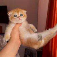 دنیای گربه های اصیل (پرشین بریتیش اسکاتیش رگدال)|گربه|اصفهان, جلفا|دیوار