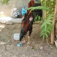 خروس ومرغ لاری اشامو