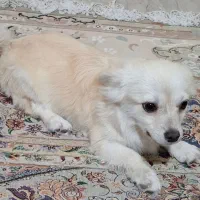 واگذاری سگ ده میلیون