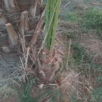 فروش نهال(پاجوش)قصب