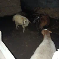 سه عدد گوسفند فروشی یکی قوچ خورده