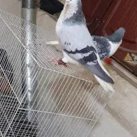 چپ امری شق نر مست قلدر پرشی کفتر بمب بدون رخ