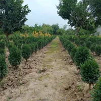 فروش عمده سیکاس و شمشاد توپی|عمده‌فروشی|قائم‌شهر, |دیوار