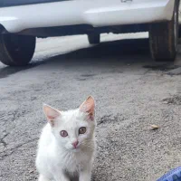 گربه خانگی