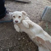 یک سگ فانتزی