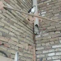 کفتر نر ساد