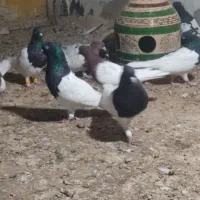 کبوتر رنگی