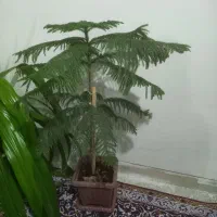 گلدانهای زیبا و تمیز|گل و گیاه طبیعی|فلاورجان, |دیوار