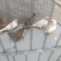 یک جفت فنچ نرو ماده با جوجه هاش