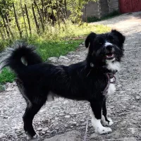 سگ شیتزو تریر