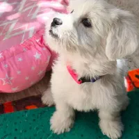 توله سگ شیتزو ماده