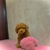 توی پودل پسر شیطون اما عاقل ۸۰ روزه