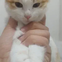 واگذاری رایگان بچه گربه|گربه|اسلام‌شهر, صادقیه|دیوار