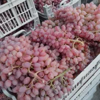 انگور قرمز بی دانه