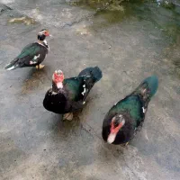 اردک گوشتی