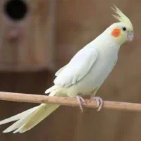 عروس هلندی لوتینو