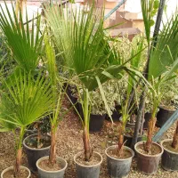 پالم خوش قیمت لاکچری