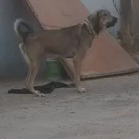 واگذاری دوقلاده توله نگهبان پژدر۷ماهه حرص هزار