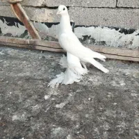 کبوتر پاپر