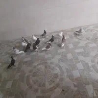 کبوتر
