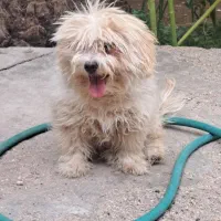 فروش|سگ|بافق, |دیوار