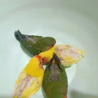 طوطی برزیلی سرلاکی شیطون