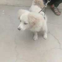 سگ بازیگوش حرف گوش کن به دلیل مهاجرت به بفروش