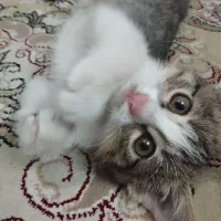 بچه گربه