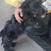 سگ پاکوتاه شیتزو ۵ماه