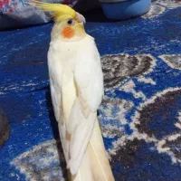 فروش فوری