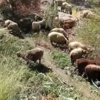 تعدادی میش و بز داشتی بختیاری اصل بفروش میرسد.|حیوانات مزرعه|لوداب, |دیوار