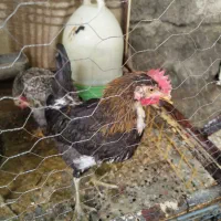 جوجه گلین|حیوانات مزرعه|مبارکه, |دیوار