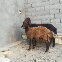 2تا میش یه بره ماده