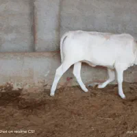 دوگاو|حیوانات مزرعه|کاکی, |دیوار