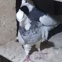 طوقی الماسی