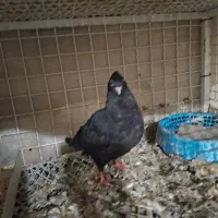 کبوتر سرخ ازم باخت رفته یابنده مژدگانی داده میشود