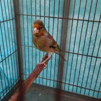 سهره قناری دهن دکتر بیات