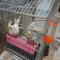 عروس هلندی|پرنده|بندر ماهشهر, |دیوار