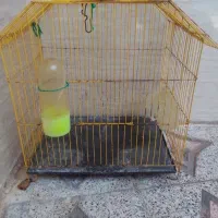 قفس،