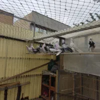 کفتر یا کبوتر گنجه بر